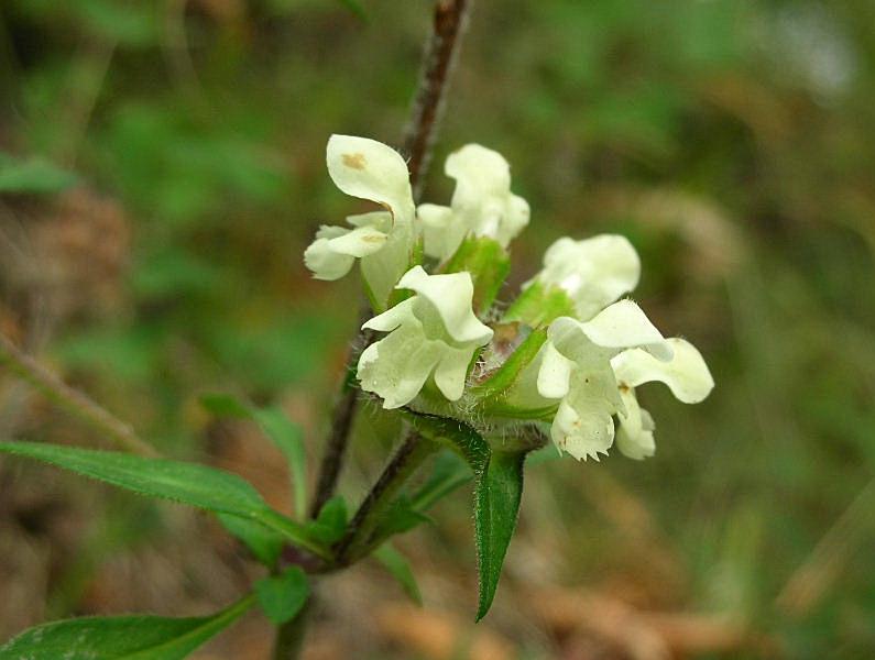 Prunella laciniata / Prunella gialla